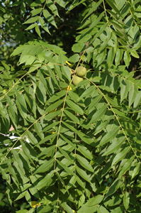 Black walnut leaves and branches